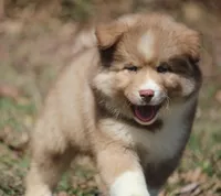 Brown, a male Pomsky for sale in Lancaster, OH – Photo 3 of 9