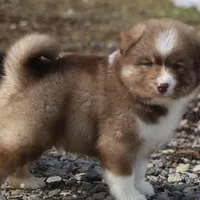 Brown, a male Pomsky for sale in Lancaster, OH – Photo 8 of 9