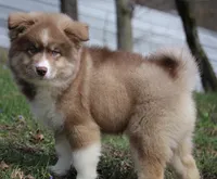 Brown, a male Pomsky for sale in Lancaster, OH – Photo 7 of 10