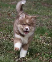 Brown, a male Pomsky for sale in Lancaster, OH – Photo 3 of 10