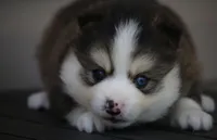 Paddington , a male Pomsky for sale in Lancaster, OH – 2 of 3