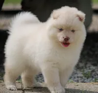 Cotton, a female Pomsky for sale in Lancaster, OH – 10 of 10