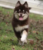 Louise, a female Pomsky for sale in Lancaster, OH – 5 of 7