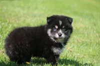 Deana, a female Pomsky for sale in Lancaster, OH – 7 of 10