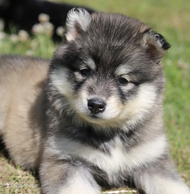 Diesel  – Pomsky puppy for sale in Lancaster, OH