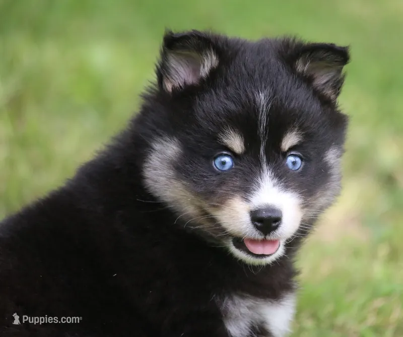 Pepper – Pomsky puppy for sale in Lancaster, OH