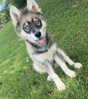 Dude, a male Pomsky for sale in Lancaster, OH – 2 of 10