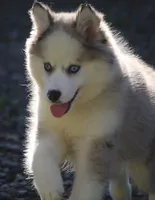 Marshmellow, a female Pomsky for sale in Lancaster, OH – 2 of 9