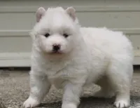 Frosty, a male Pomsky for sale in Lancaster, OH – 4 of 4
