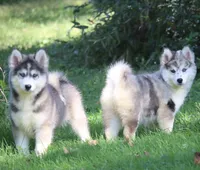 Holly, a female Pomsky for sale in Lancaster, OH – 2 of 5