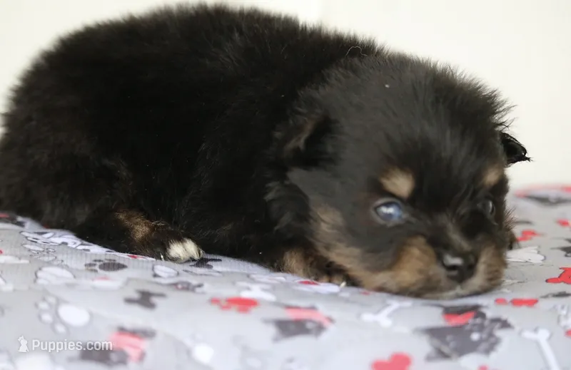 Teddy – Pomsky puppy for sale in Lancaster, OH