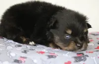 Teddy, a male Pomsky for sale in Lancaster, OH – 1 of 1