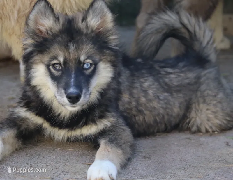 Dutch – Pomsky puppy for sale in Lancaster, OH