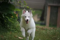 Prince , a male Pomsky for sale in Lancaster, OH – 6 of 10