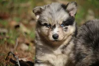 Spanky, a male Pomsky for sale in Lancaster, OH – 4 of 5