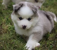 Marshmellow, a female Pomsky for sale in Lancaster, OH – 8 of 9