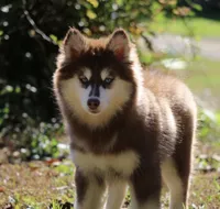 Addie , a female Pomsky for sale in Lancaster, OH – 2 of 6