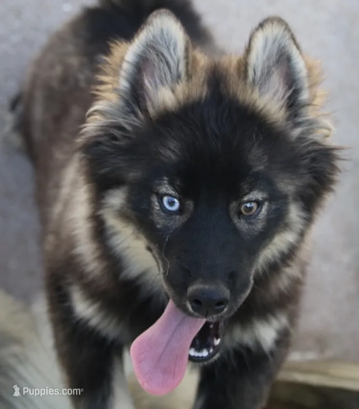 Chuckles  – Pomsky puppy for sale in Lancaster, OH