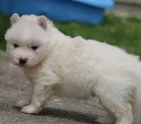 Frosty, a male Pomsky for sale in Lancaster, OH – 2 of 4
