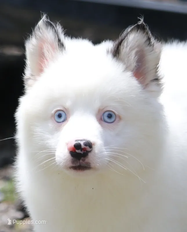 Prince  – Pomsky puppy for sale in Lancaster, OH
