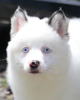 Prince , a male Pomsky for sale in Lancaster, OH – 1 of 10