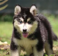 Major , a male Pomsky for sale in Lancaster, OH – 2 of 6