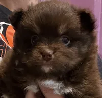 Chip, a male Pomsky for sale in Lancaster, OH – Photo 1 of 10