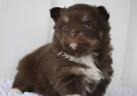 Chip, a male Pomsky for sale in Lancaster, OH – Photo 8 of 10