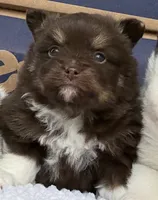 Chip, a male Pomsky for sale in Lancaster, OH – Photo 7 of 10