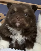 Chip, a male Pomsky for sale in Lancaster, OH – Photo 5 of 10