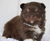 Chip, a male Pomsky for sale in Lancaster, OH – Photo 9 of 10