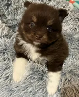 Chip, a male Pomsky for sale in Lancaster, OH – Photo 3 of 10