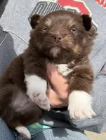 Chip, a male Pomsky for sale in Lancaster, OH – Photo 10 of 10
