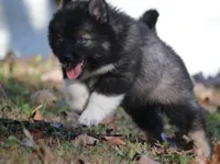 Spice, a female Pomsky for sale in Lancaster, OH – 1 of 7