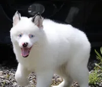 Prince , a male Pomsky for sale in Lancaster, OH – 3 of 10