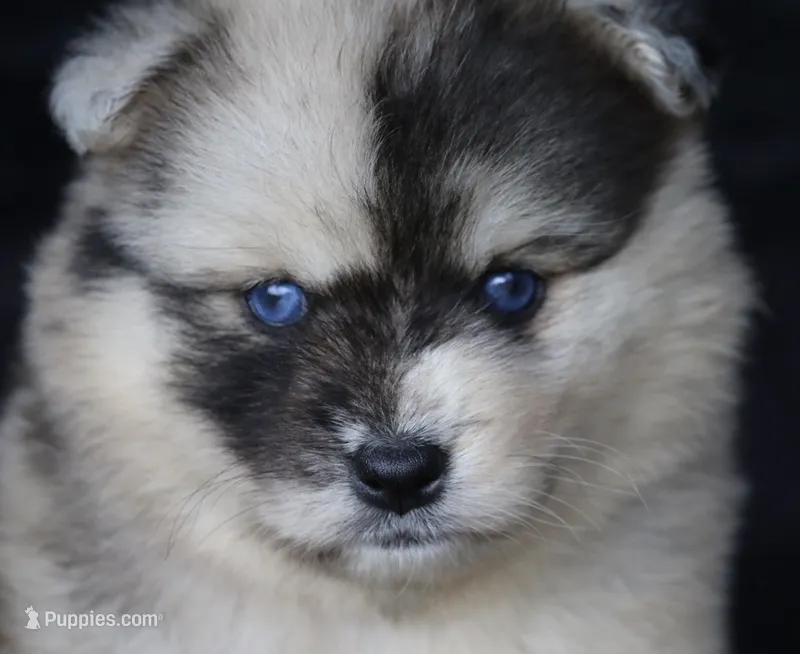 Bliss  – Pomsky puppy for sale in Lancaster, OH