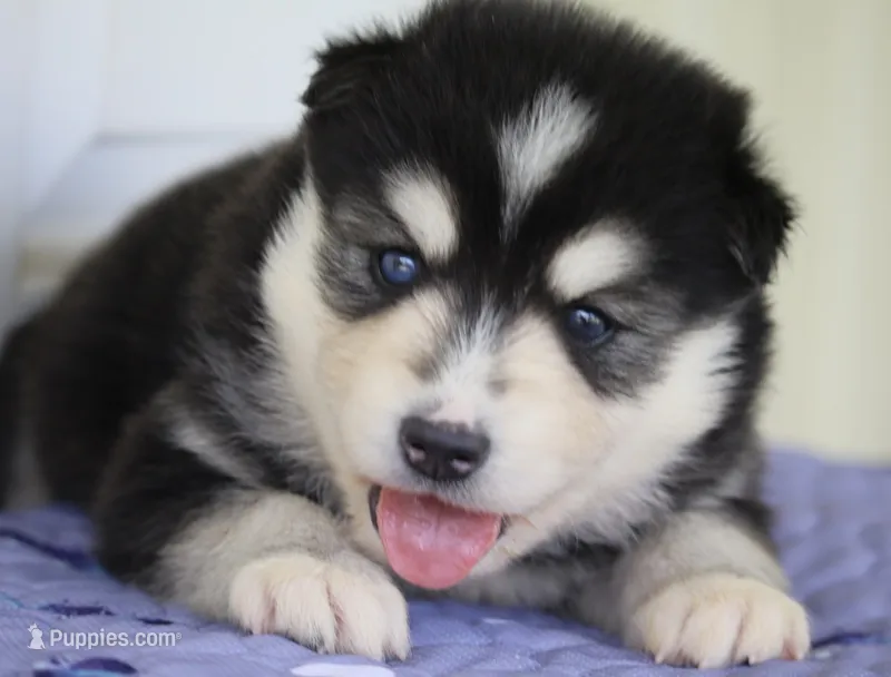 Major  – Pomsky puppy for sale in Lancaster, OH