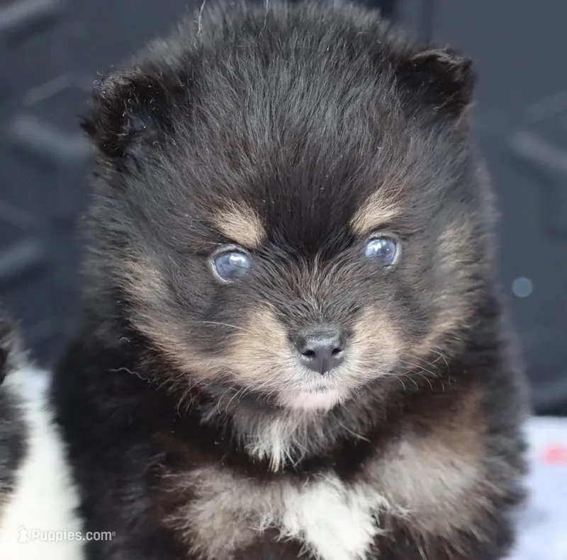 Teddy – Pomsky puppy for sale in Lancaster, OH