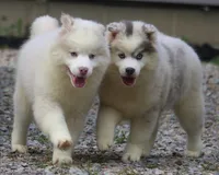 Merle, a male Pomsky for sale in Lancaster, OH – 4 of 6