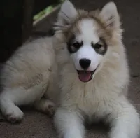 Gavin, a male Pomsky for sale in Lancaster, OH – 4 of 10