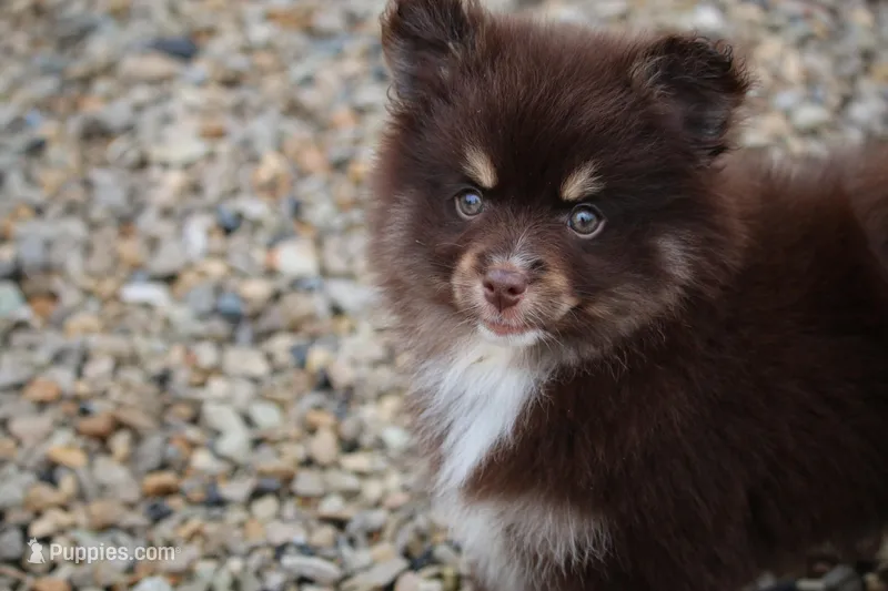 Carly  – Pomsky puppy for sale in Lancaster, OH