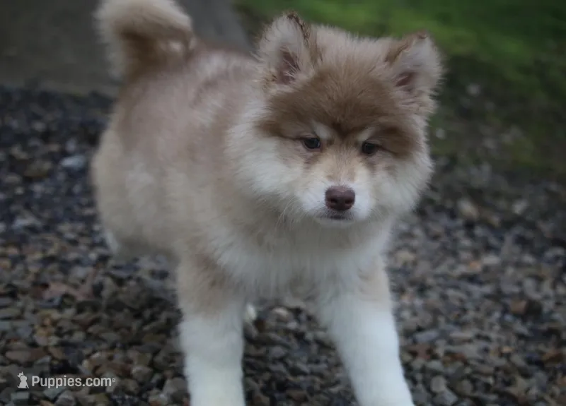 JoDee – Pomsky puppy for sale in Lancaster, OH
