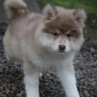 JoDee, a female Pomsky for sale in Lancaster, OH – Photo 1 of 5