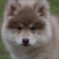 JoDee, a female Pomsky for sale in Lancaster, OH – Photo 3 of 5