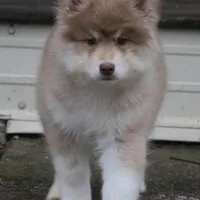 JoDee, a female Pomsky for sale in Lancaster, OH – Photo 2 of 5