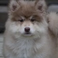 JoDee, a female Pomsky for sale in Lancaster, OH – Photo 4 of 5