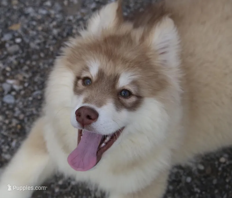 JoDee – Pomsky puppy for sale in Lancaster, OH