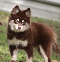 Louise, a female Pomsky for sale in Lancaster, OH – 3 of 7