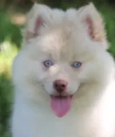 Cotton, a female Pomsky for sale in Lancaster, OH – 2 of 10
