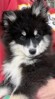 Grizzly, a male Pomsky for sale in Lancaster, OH – Photo 1 of 10